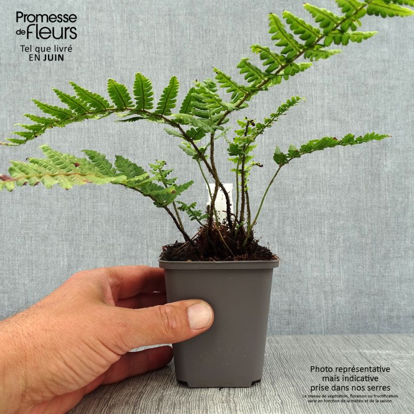 Dryopteris wallichiana - Wood Fern 8/9 cm pot sample as delivered in summer