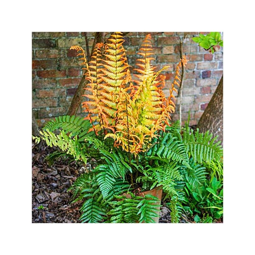 Dryopteris wallichiana Jurassic Gold - Wood Fern (Plant habit)