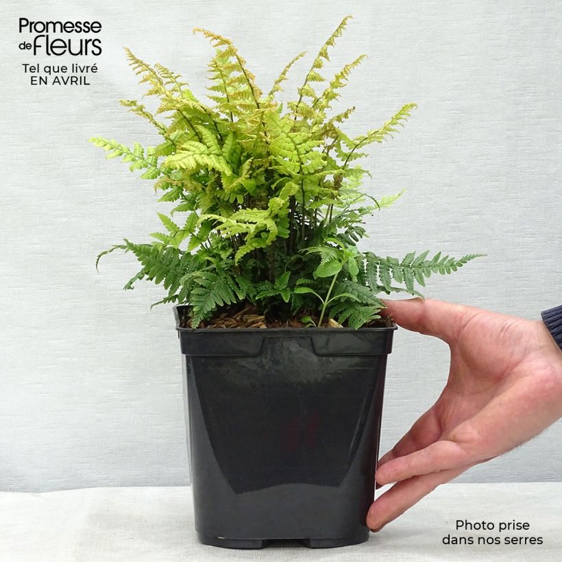 Dryopteris wallichiana Jurassic Gold - Wood Fern sample as delivered in spring