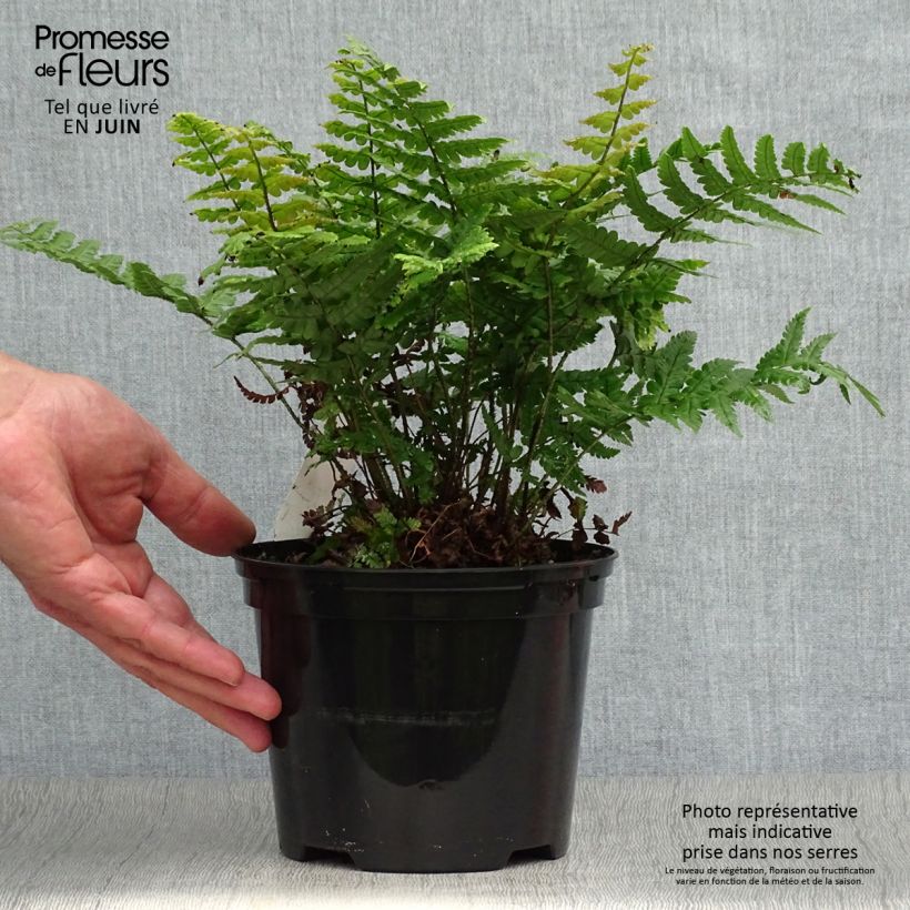 Dryopteris wallichiana Jurassic Gold - Wood Fern 2L/3L pot sample as delivered in summer