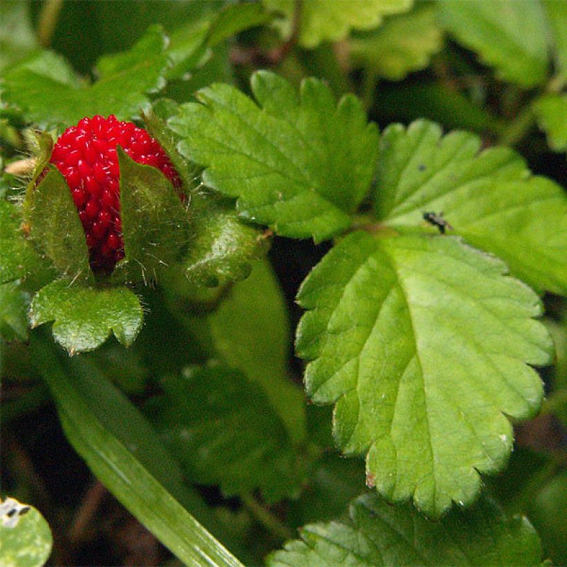 Duchesnea indica (Foliage)