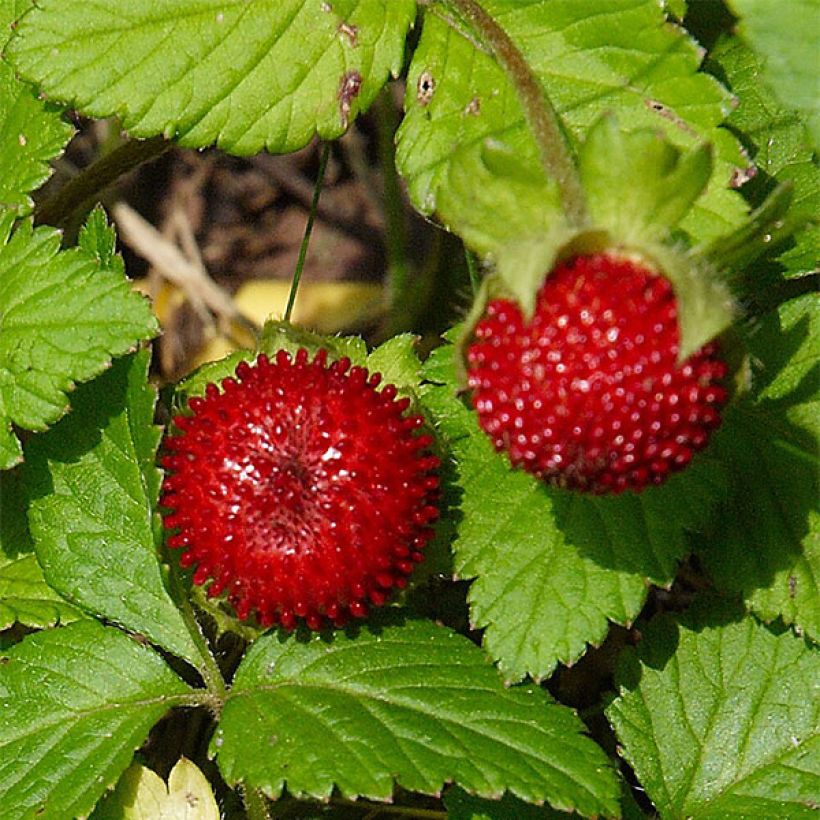 Duchesnea indica (Harvest)