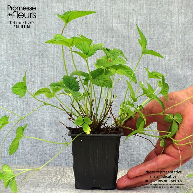 Duchesnea indica 8/9 cm pot sample as delivered in summer