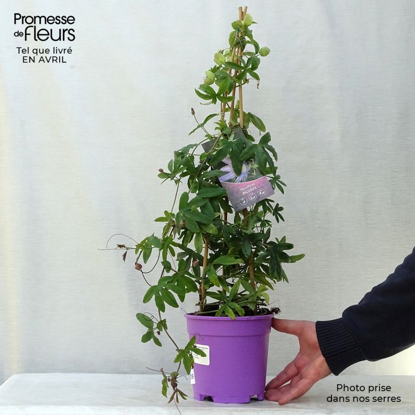 Passiflora Purple Passion and Constance Elliott 2L/3L pot sample as delivered in spring