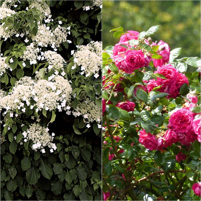 Lace Duo - Laguna Rose + Petiolaris Hydrangea (Flowering)