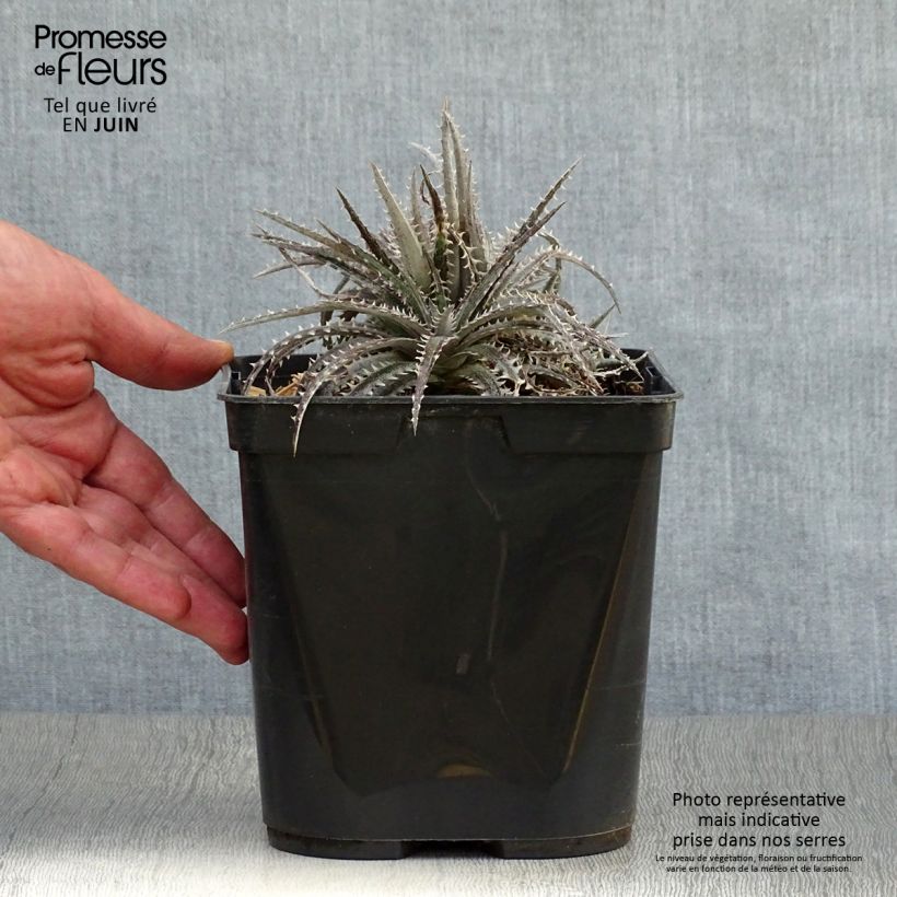 Dyckia Brittle Star 3L/4L pot sample as delivered in summer