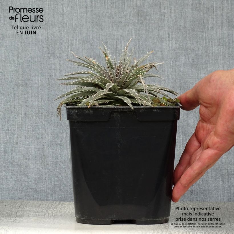 Dyckia Grand Marnier 2L/3L pot sample as delivered in summer