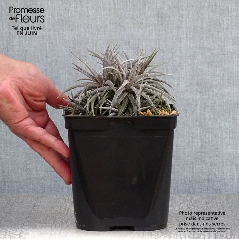 Dyckia Pale Ryder 2L/3L pot sample as delivered in summer