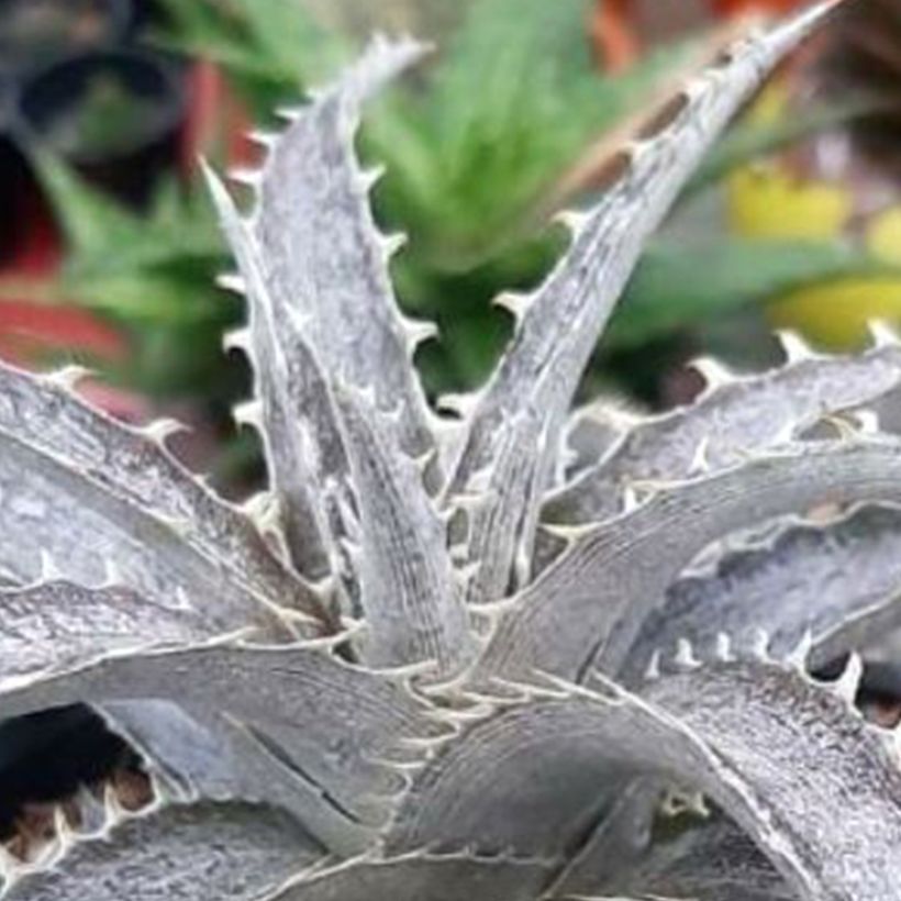 Dyckia Pale Ryder (Foliage)