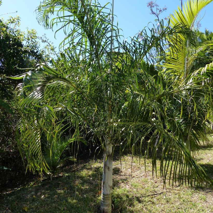 Dypsis plumosa - Queen Palm (Plant habit)