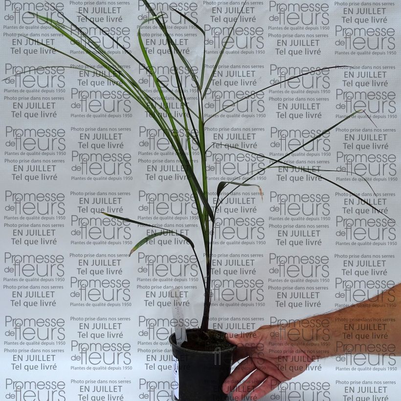 Dypsis plumosa - Queen Palm 12cm pot sample as delivered in summer