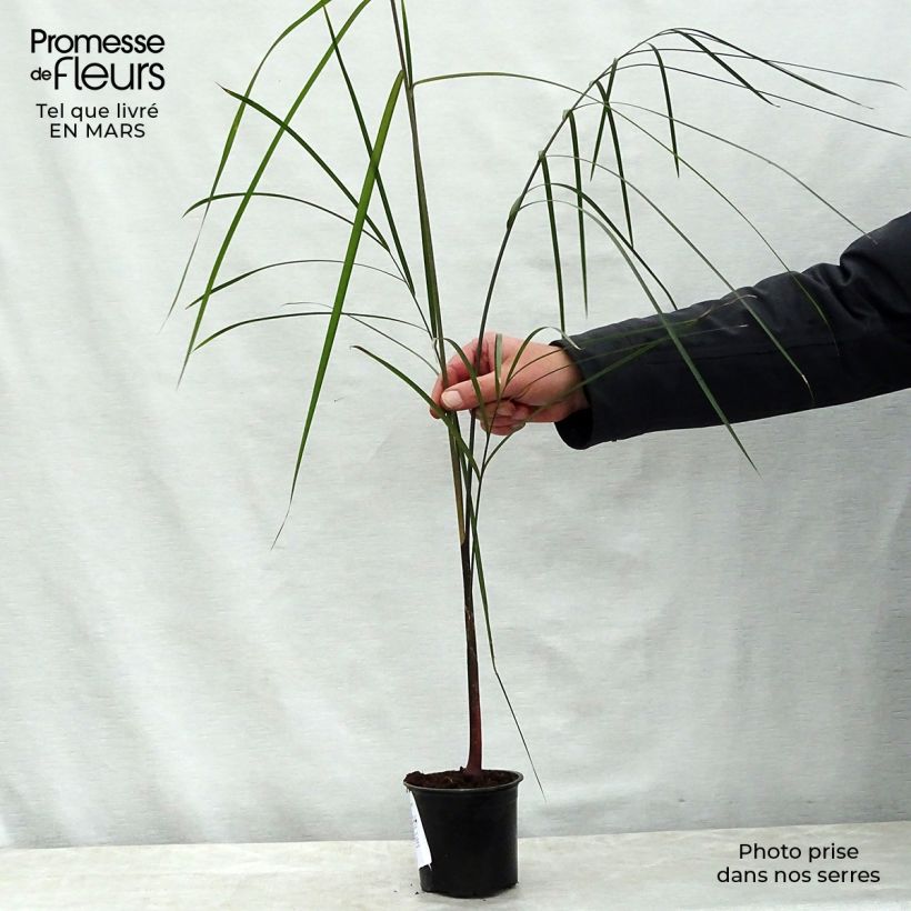 Dypsis plumosa - Queen Palm sample as delivered in spring