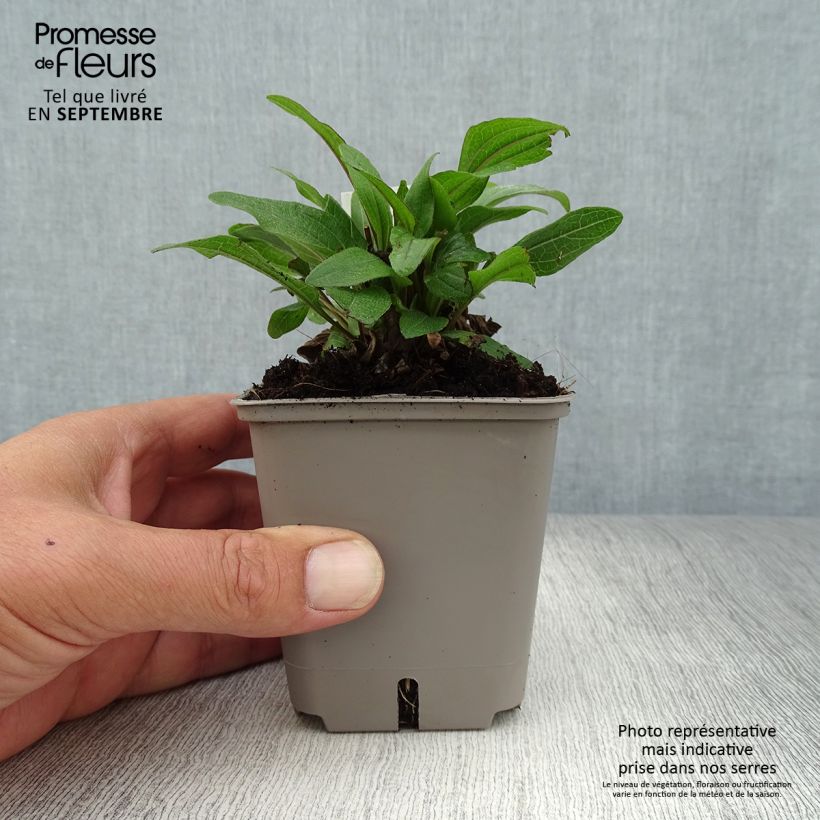 Echinacea purpurea 'Kismet Red' 8/9 cm pot sample as delivered in autumn