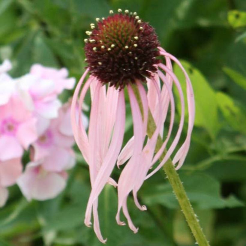 Echinacea pallida - Pale Purple Coneflower (Flowering)