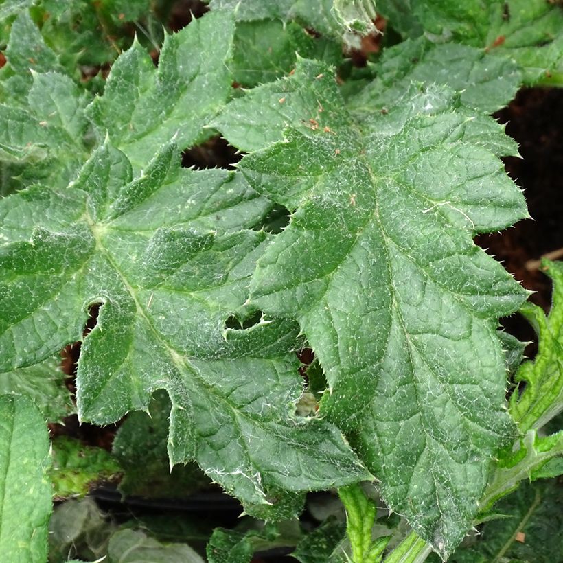 Echinops bannaticus Taplow Blue (Foliage)