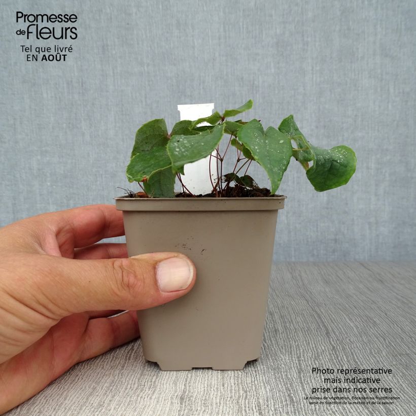 Epimedium brachyrrhizum - Barrenwort 8/9 cm pot sample as delivered in summer
