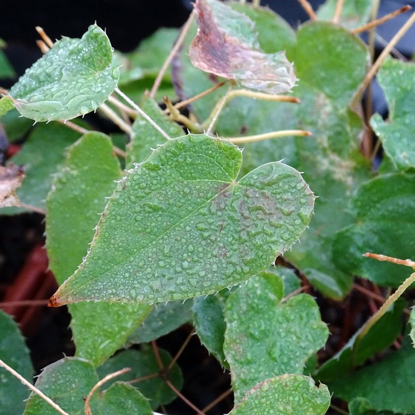 Epimedium rubrum Galadriel - Barrenwort (Foliage)
