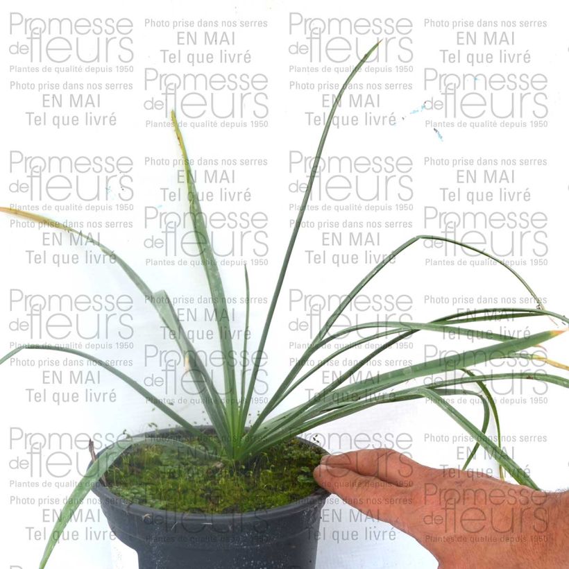Example of Eremurus isabellinus Cleopatra - Foxtail Lily Bulb size I specimen as delivered