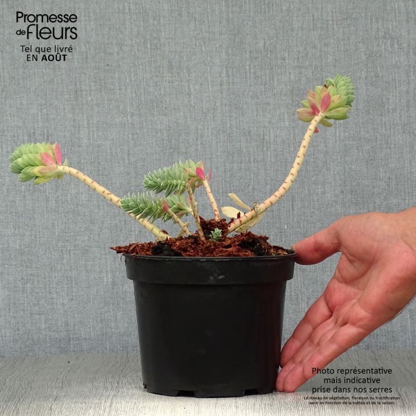 Euphorbia myrsinites - Spurge 2L/3L pot sample as delivered in summer