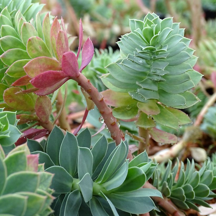 Euphorbia myrsinites - Spurge (Foliage)