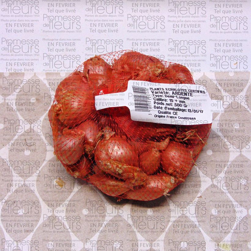 Example of Shallot - Allium cepa aggregatum Ardente Each size 35/+ mm specimen as delivered