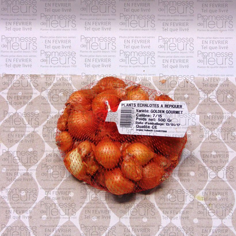Example of Shallot - Allium cepa aggregatum Golden Gourmet Each size 7/15 mm specimen as delivered