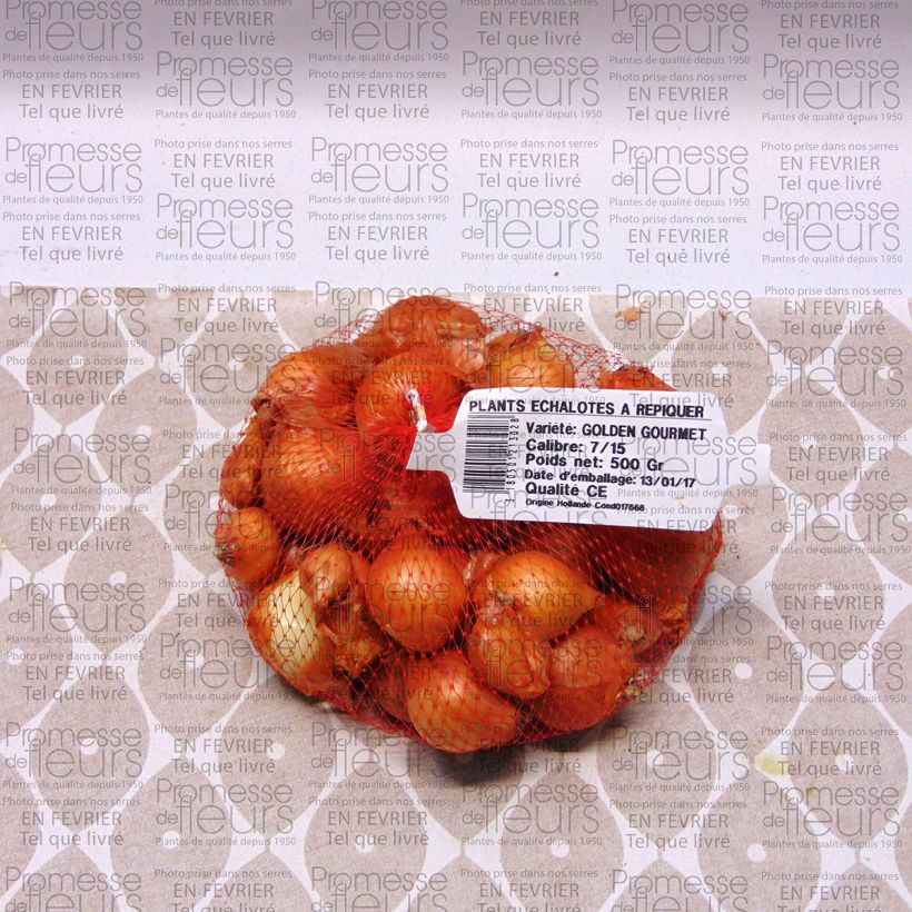 Example of Shallot - Allium cepa aggregatum Golden Gourmet specimen as delivered