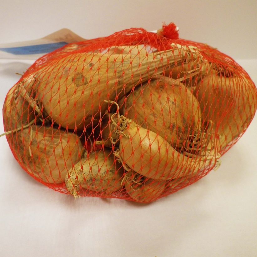 Example of Griselle Shallot in plants (autumn planting) - Allium cepa Each size 15/35 mm specimen as delivered