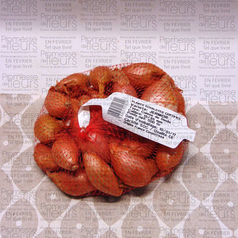 Example of Jermor Shallot plants - Allium cepa Each size 15/35 mm specimen as delivered