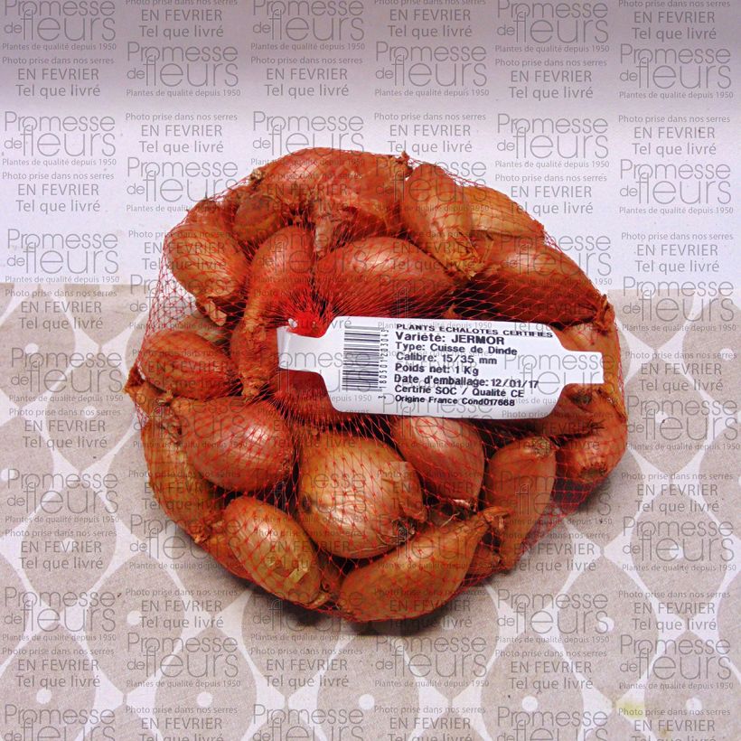 Example of Jermor Shallot plants - Allium cepa Each specimen as delivered
