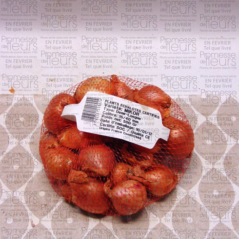 Example of Mikor Shallot plants - Allium cepa Each size 15/40 mm specimen as delivered