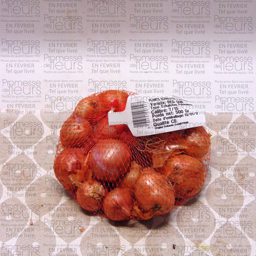Example of Shallot - Allium cepa var. aggregatum Red Sun Each size 7/15 mm specimen as delivered