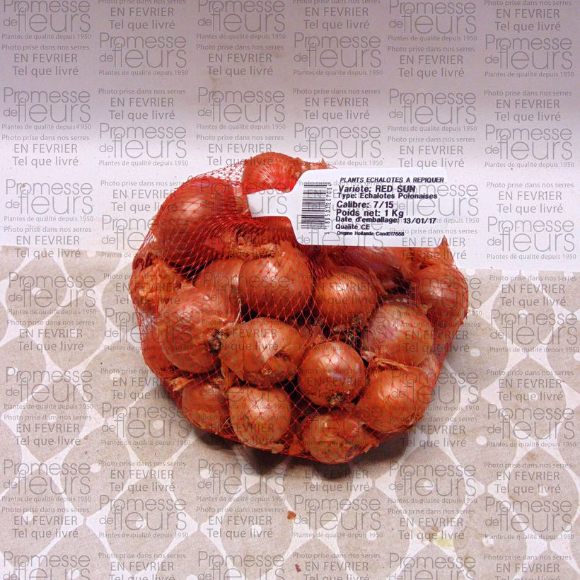 Example of Shallot - Allium cepa var. aggregatum Red Sun Each size 7/15 mm specimen as delivered
