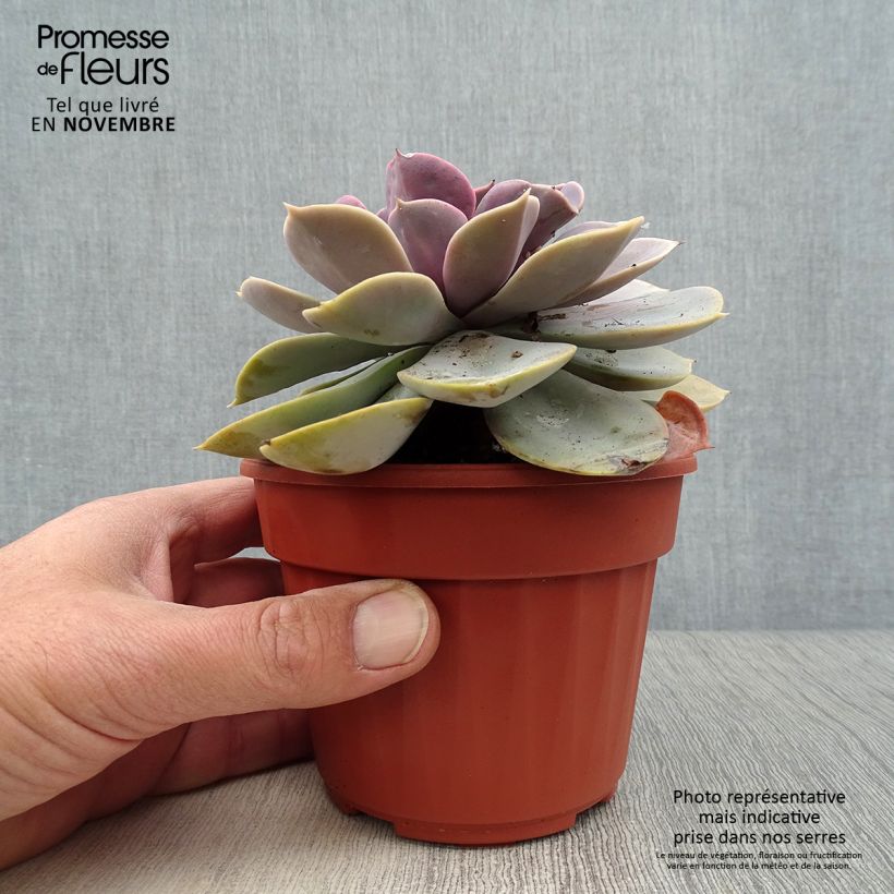 Echeveria Perle Von Nürnberg 12cm pot sample as delivered in autumn