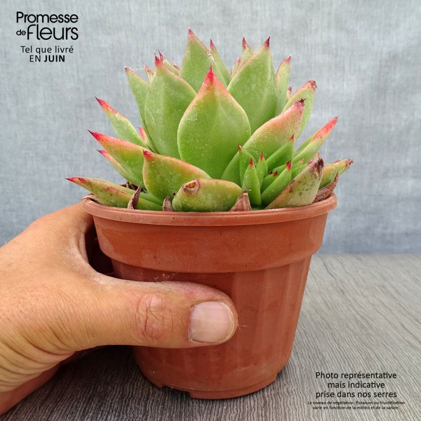 Echeveria agavoides Ebony 12cm pot sample as delivered in summer