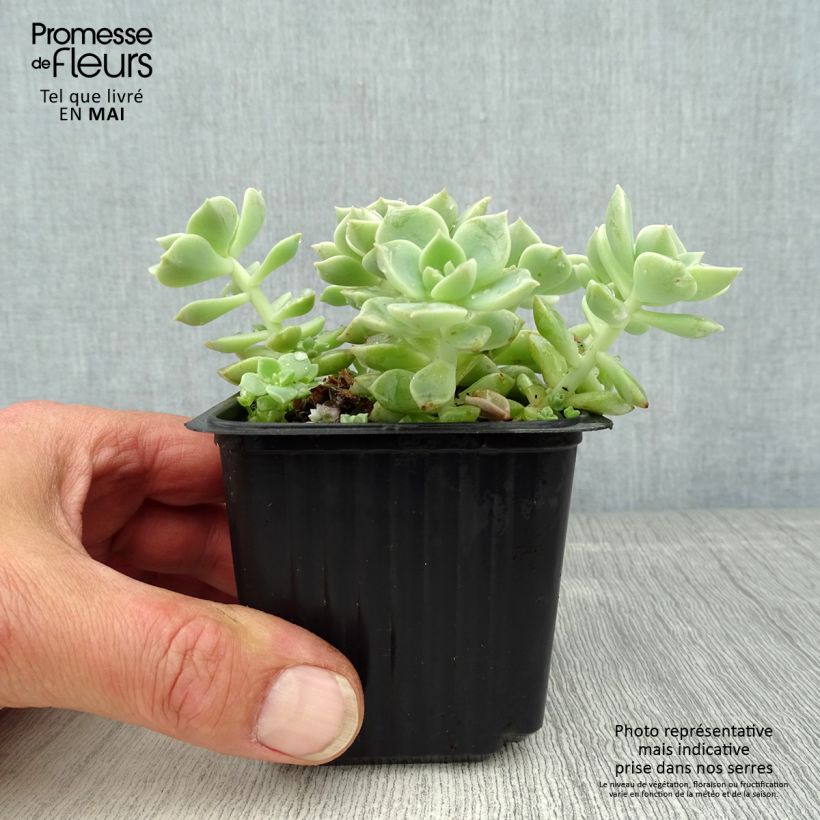 Echeveria elegans Rose 8/9 cm pot sample as delivered in spring