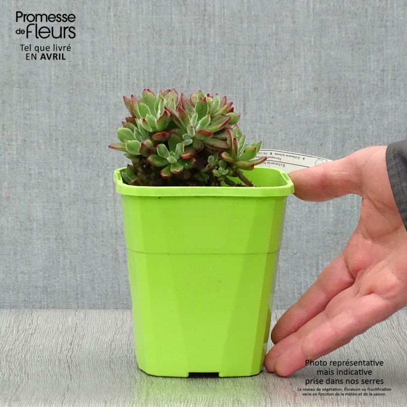 Echeveria Devotion 3L/4L pot sample as delivered in spring