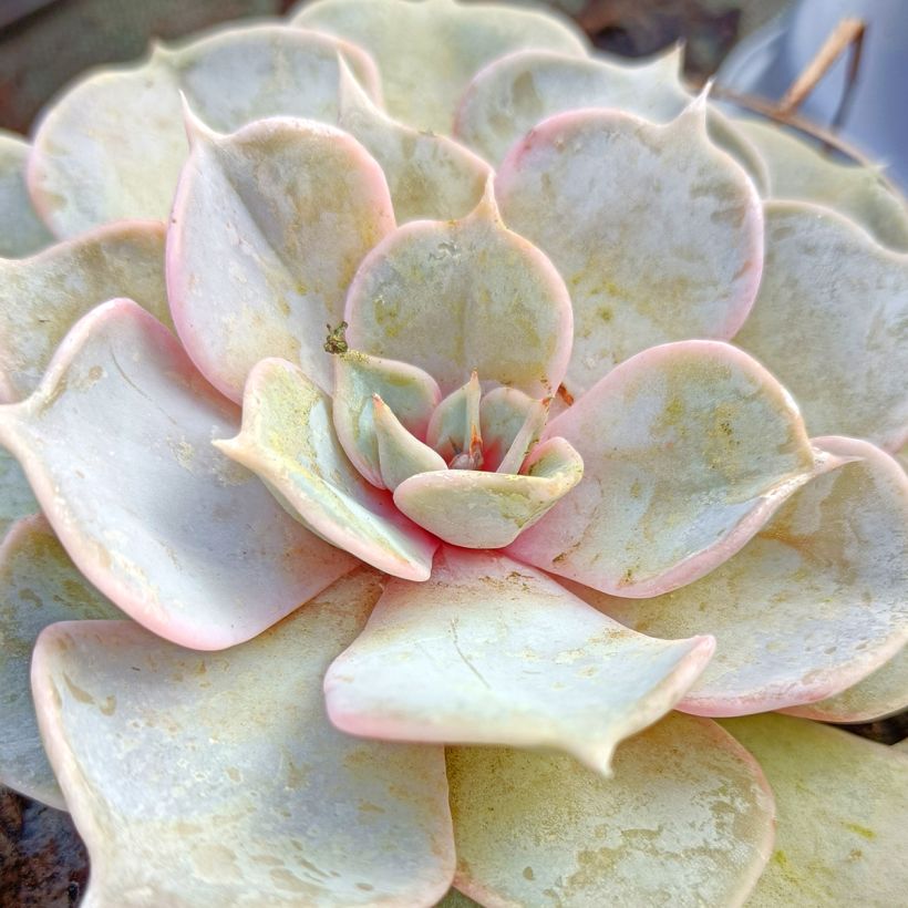 Echeveria lilacina (Foliage)