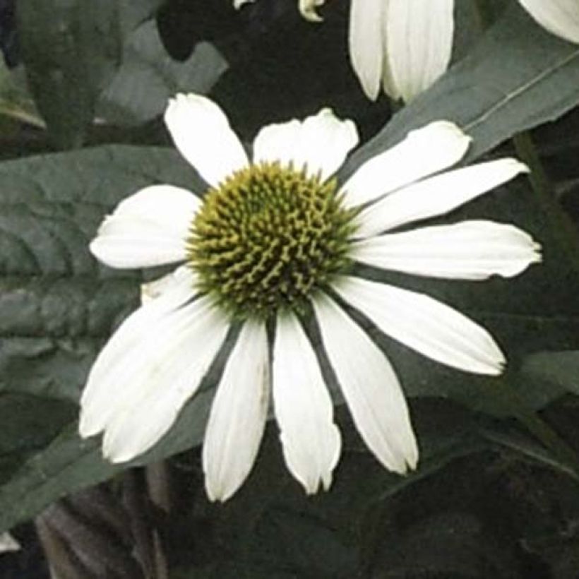 Echinacea purpurea Virgin - Purple Coneflower (Flowering)