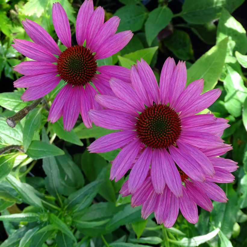 Echinacea purpurea Avalanche - Purple Coneflower (Flowering)