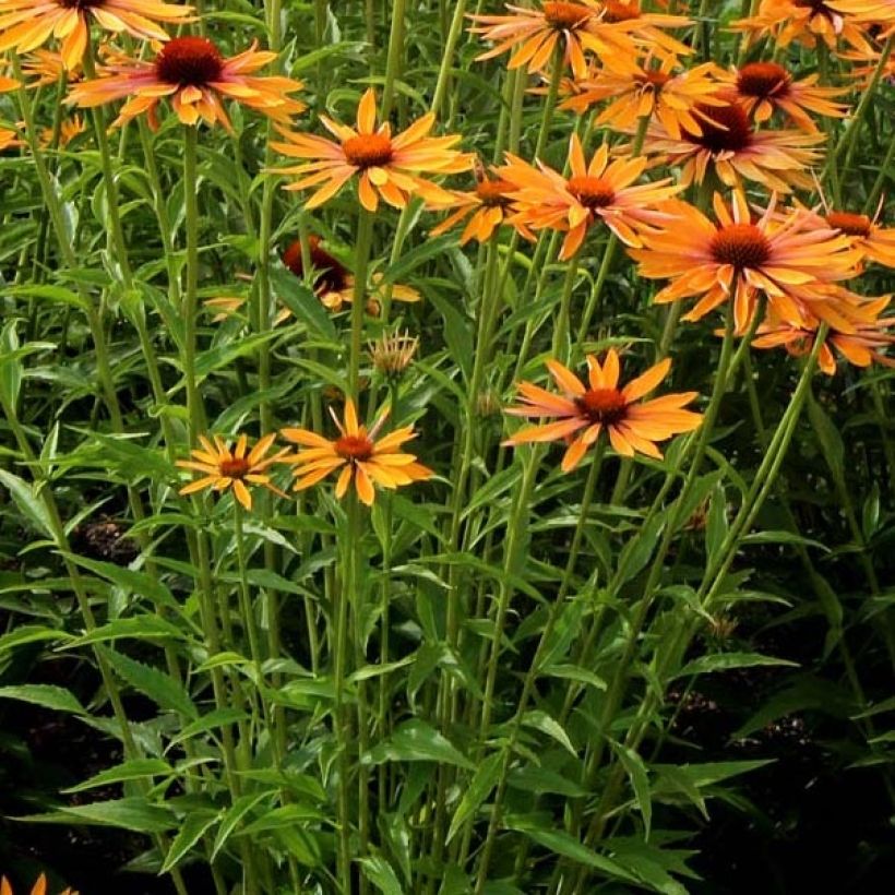 Echinacea purpurea Big Kahuna - Purple Coneflower (Foliage)