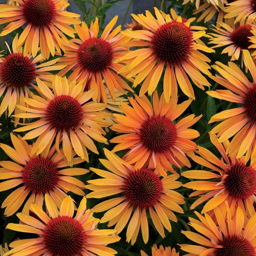 Echinacea purpurea Big Kahuna - Purple Coneflower (Flowering)