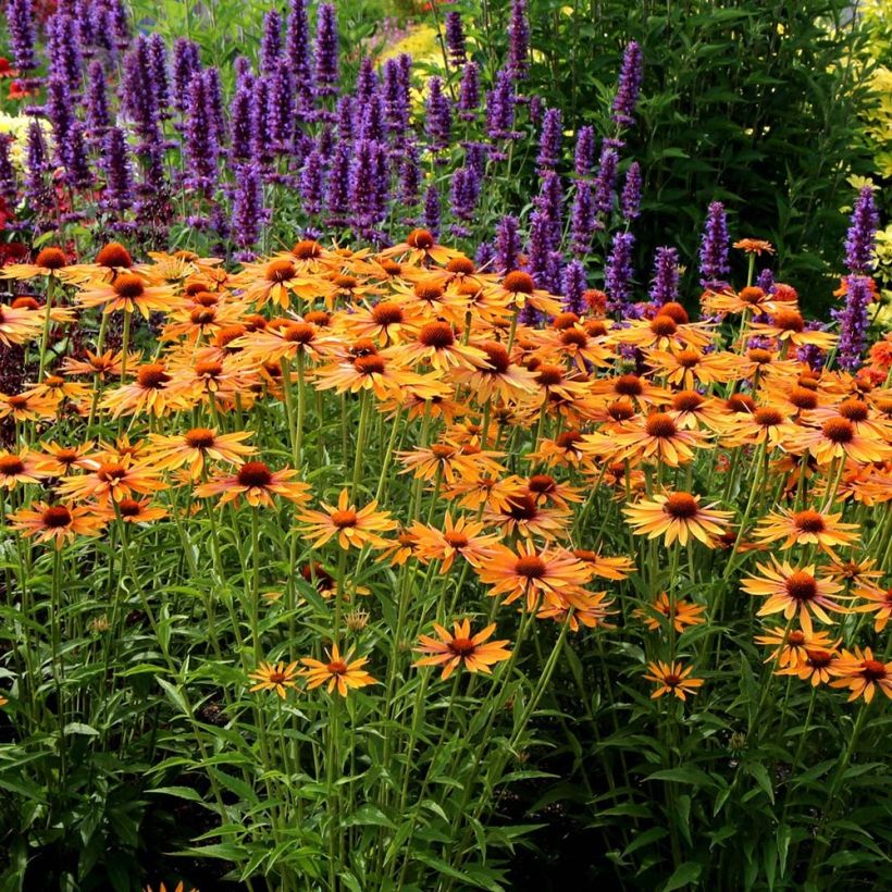 Echinacea purpurea Big Kahuna - Purple Coneflower (Plant habit)