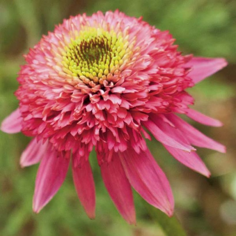 Echinacea purpurea Catharina - Purple Coneflower (Flowering)