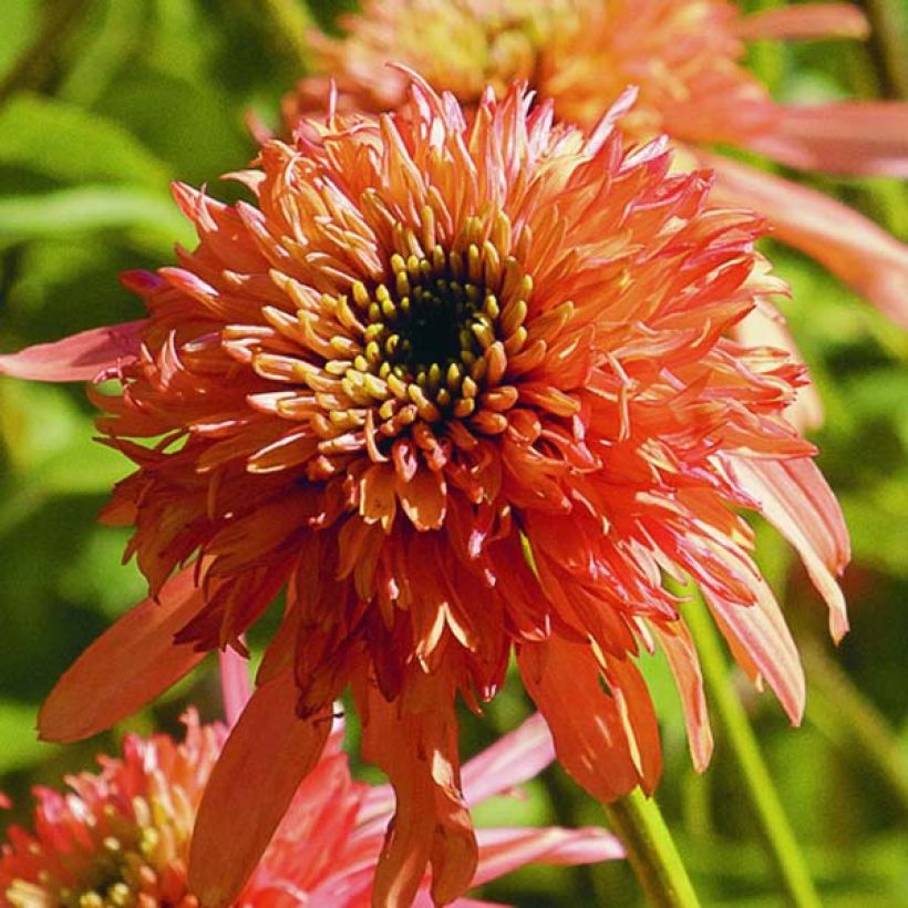 Echinacea purpurea Cranberry Cupcake - Purple Coneflower (Flowering)