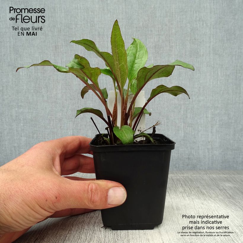 Echinacea purpurea Fatal Attraction - Purple Coneflower sample as delivered in spring