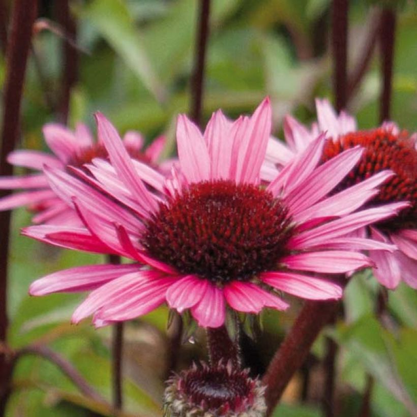 Echinacea purpurea Fatal Attraction - Purple Coneflower (Flowering)