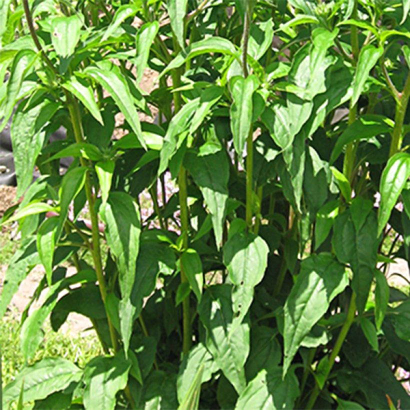 Echinacea purpurea Ferris Wheel - Purple Coneflower (Foliage)