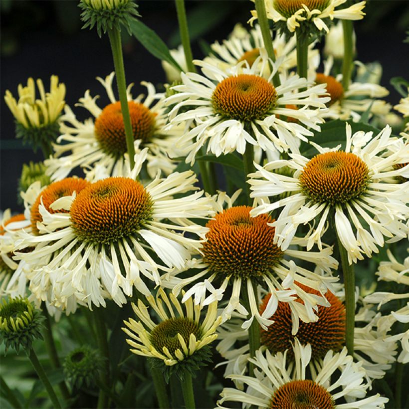 Echinacea purpurea Ferris Wheel - Purple Coneflower (Flowering)