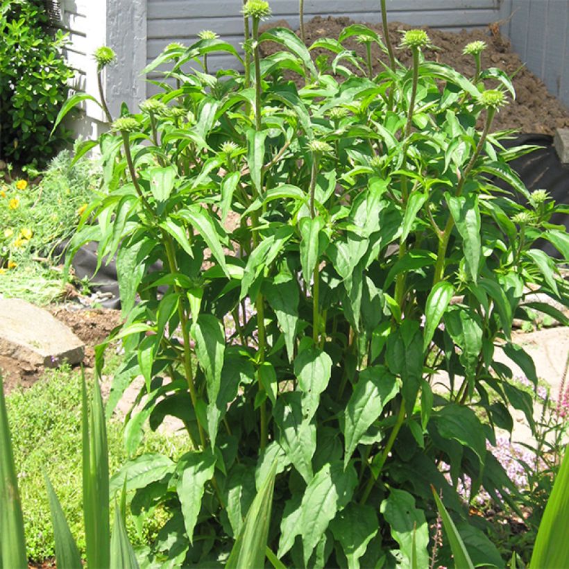 Echinacea purpurea Ferris Wheel - Purple Coneflower (Plant habit)